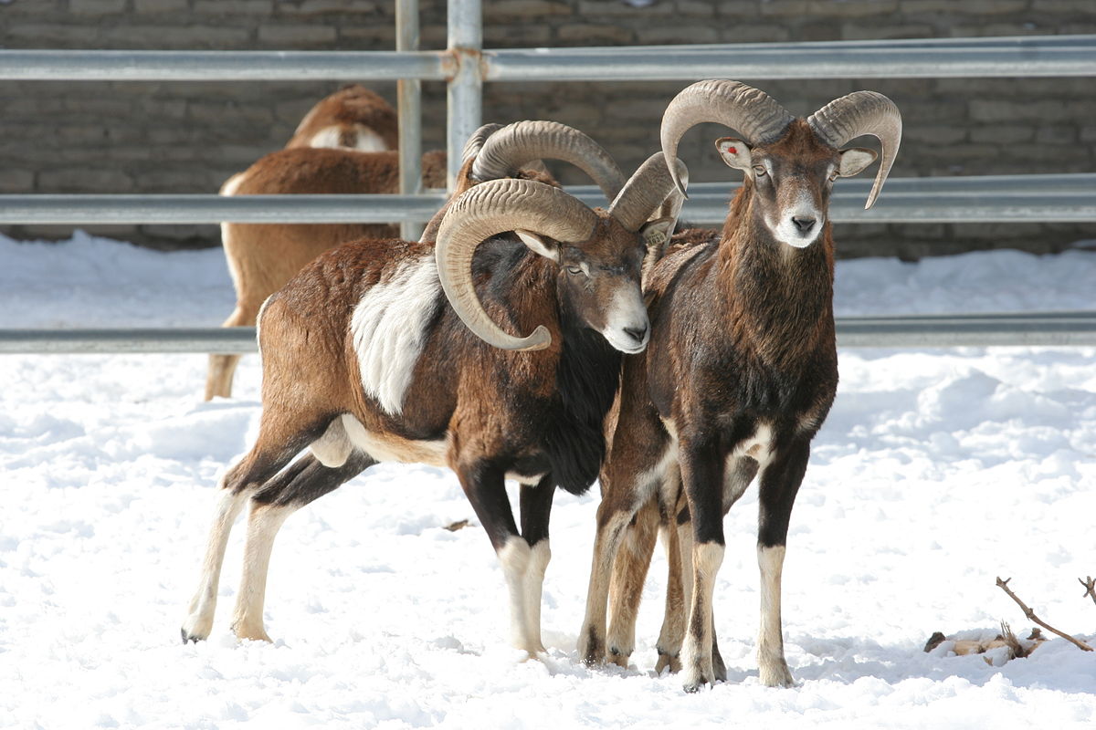 Cypriot mouflon